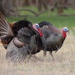 Fall Turkey Hunting Tips