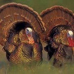 Ohio Fall Turkeys: Early Kill Count