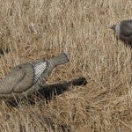 G+H Turkey Decoy 3 – packs