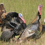Spring Turkey Hunting in North Dakota